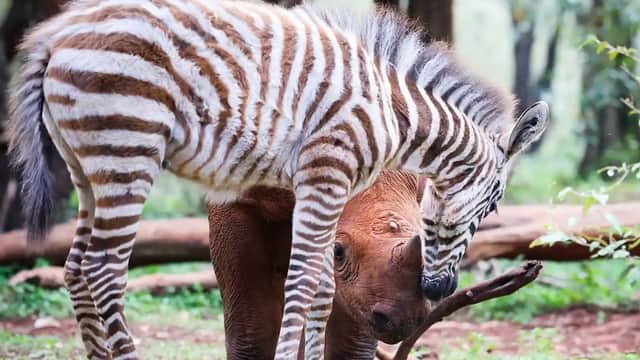 Un bébé zèbre et un jeune rhinocéros orphelins