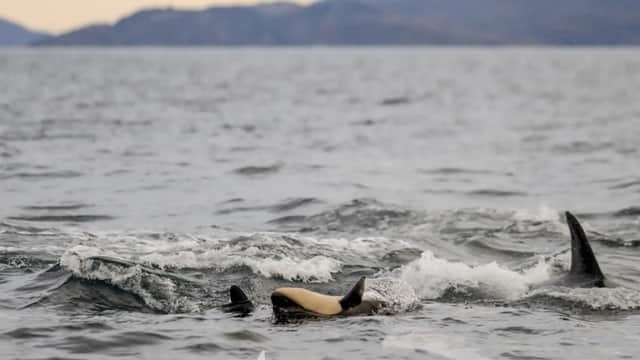 Naissance d'une orque