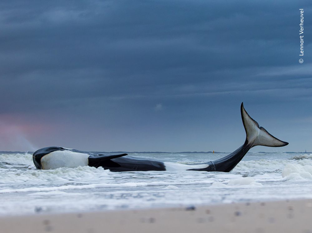 Bébé orque nouveau-né