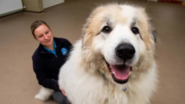 Brody le chien géant